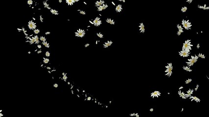 Wall Mural - daisy trail flowing along a curved path in seamless looping motion
