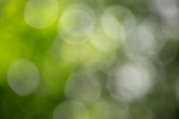 Wall Mural - the image is a blurry green background with white circles