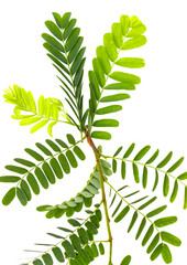 Wall Mural - A leafy green plant with a long stem and green leaves