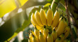 © Rido - Close-Up Of Ripe Yellow Bananas Hanging From Tropical Tree With Sunlight