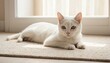© Shinta - Serene White Cat Lounging by the Window