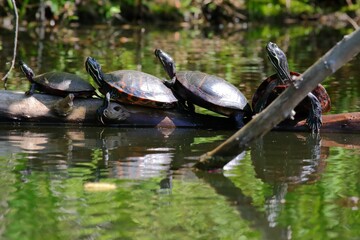Wall Mural - turtles basking on a log in a serene pond.