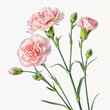 © Khorshada - The image shows Dianthus caryophyllus, commonly known as carnation or clove pink, along with some other flowers.