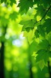 © Sasira - Lush beech tree leaves in vibrant spring green, sunlight dappling through the canopy, creating a tranquil forest scene Perfect for nature, spring, or environmental themes , tree, botanical, woods