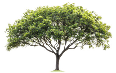 large tree with green leaves stands alone on a white background