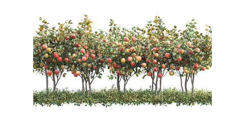 Wall Mural - apple orchard with lush foliage and ripe fruits. agricultural abundance and harvest season isolated 