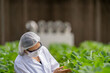 © ultramansk - A researcher examines ripe strawberries in a high-tech greenhouse, monitoring growth and food safety. Sustainable farming techniques and biotechnology improve agricultural efficiency.