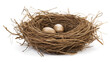 © Jami - A bird's nest with two eggs against a black background