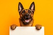 © A - Studio critter on white. Cute ad board setup. Isolated canine on a solid attire bright orange background. Ð¡ute dog belgian malinois hold in front paws a wireframe - large white drive sign.