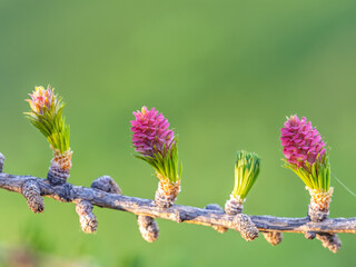 Wall Mural - Larch tree fresh pink cones blossom at spring on nature background