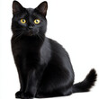 © malik - A black cat sits with a serious expression. on white background