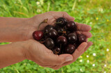 Cerises mûres en main en gros plan sur fond de verdure floue