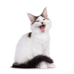 Poster - Cute Maine Coon cat kitten, sitting up side ways. Mouth wide open yawning and showing teeth and tongue. Isolated on a white background.