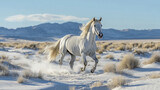 White horse running wild free in snowy desert landscape equine photography stock image animal themes nature outdoor
