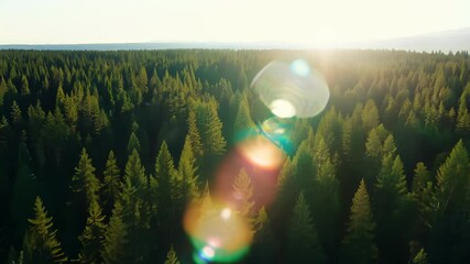 Wall Mural - warm golden sunlight filtering through dense evergreen forest, creating vibrant lens flare and illum