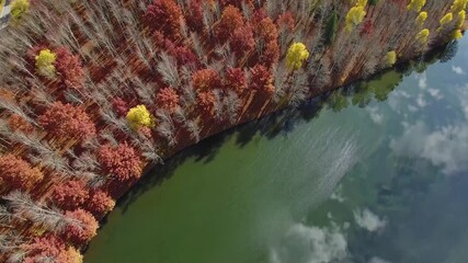 Wall Mural - vibrant autumn forest surrounding tranquil lake surface, mirroring colorful sky and passing clouds w