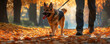 © Orly - Happy German Shepherd enjoys playful moment while walking on leash with its owner through picturesque autumn landscape filled with vibrant orange and yellow leaves
