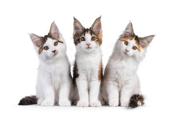 Poster - Three Maine Coon cat kittens sitting beside eachother on a row. Looking towards camera. Isolated on a white background.