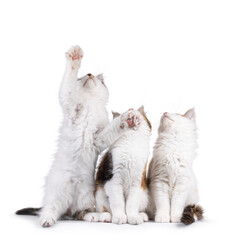 Poster - Three Maine Coon cat kittens sitting beside eachother on a row. One sitting on hind paws reaching up. Looking up and away from camera. Isolated on a white background.