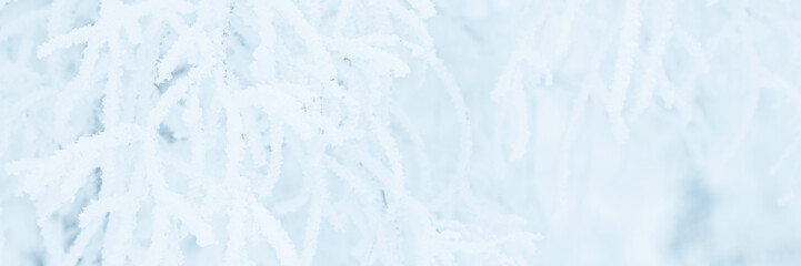 Wall Mural - Snow and rime ice on the branches of bushes. Trees covered with hoarfrost. Plants in the park are covered with hoar frost. Cold snowy winter weather. Frosting texture. Wide panoramic light background.