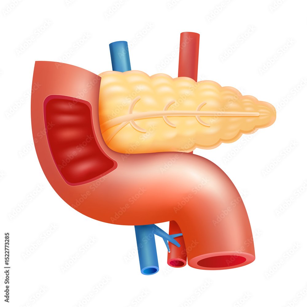 Human Pancreas Anatomy Detailed Illustration of Pancreatic Structure ...