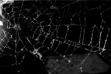 Wall Mural - cobweb on a dark background