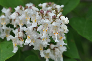 close-up of korean paulownia (paulownia coreana) showing leaves, bark, and winged seeds in natural l