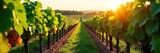 Sun-drenched rows of grape vines stretching to the horizon, lush green foliage heavy with ripening fruit, a picturesque vineyard landscape , vineyard view, vineyard rows