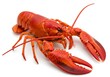 © Ai Images Stock - Cooked lobster with claws and antennae