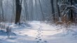 © maulan - Winter forest path snow sunlight