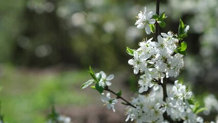 Poster - Stunning Cherry Blossoms in Full Bloom During Spring in a Tranquil Garden Setting