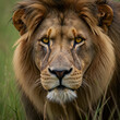 © Tim - Life-like portrait of a lion in tall grass