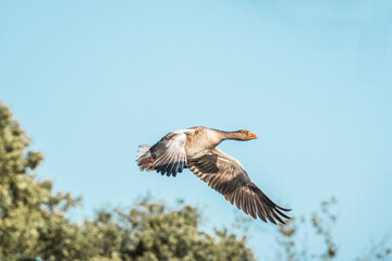 Wall Mural - goose flying with their wings spread