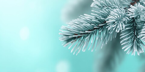 Wall Mural - Close-up of snow-covered pine tree branch with green needles in bright winter daylight.