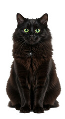 Naklejka na meble Isolated Portrait of Black Cat with Green Eyes on Transparent Background