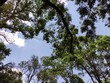 © Lidia - Green leaves of a tree in daylight in spring,Hojas verdes de un árbol a la luz del día en primavera,(1)