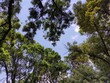 © Lidia - Green leaves of a tree in daylight in spring,Hojas verdes de un árbol a la luz del día en primavera,(3)