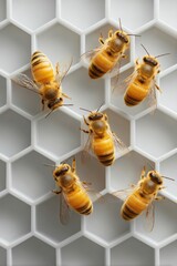 Aufkleber - Modern Business Leadership Concept with Queen Bee and Worker Bees on Hexagonal Honeycomb Highlighting Teamwork and Hierarchical Efficiency