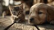 © Thatsanee Techakaew - A very small tabby kitten and golden puppy rest together quietly on an old weathered wooden deck outside today.
