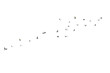 © Saharattaphum - flock of birds/A flock of birds is flying freely through the sky, isolated against a clean white background, symbolizing freedom and graceful motion.