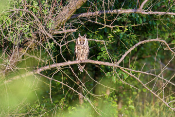 an adult long-eared owl (asio otus) perched on a curved tree branch in its natural habitat among den