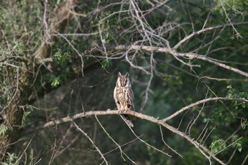 an adult long-eared owl (asio otus) perched on a curved tree branch in its natural habitat among den