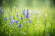 © smallredgirl - Green grass with wild blue flowers in a forest meadow at sunny day. Beautiful summer landscape.