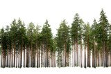 Dense evergreen pine forest trees tall coniferous woods nature background woodland scenery lush green canopy tranquil serene peaceful environment natural on transparent background