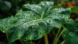 © Sawyer0 - A close-up of a broad Elephant Ear leaf sprinkled with dew, glistening in gentle morning light.
