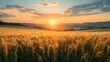 © Phatharathon - Golden Sunset Over Wheat Field
