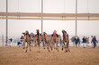 © hasan - Traditional camel dromedary race of Ash-Shahaniyah in Qatar with robots instead of jockey.