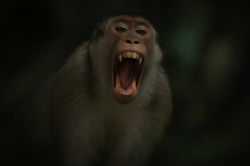 the male monkey showed his fangs