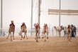 © hasan - Traditional camel dromedary race of Ash-Shahaniyah in Qatar with robots instead of jockey.