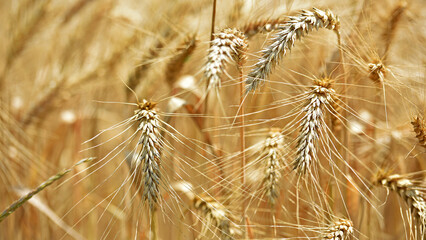 Wall Mural - spikelets of golden wheat in the field. Ripe big golden ears of wheat on a yellow background of the field. nature. The idea of a rich summer harvest, agriculture, agro-industrial complex for food.